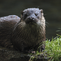 Buy canvas prints of JST2620 British Otter by Jim Tampin