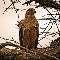 Buy canvas prints of JST2631 African Tawny Eagle by Jim Tampin