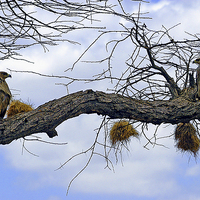 Buy canvas prints of JST2634 African Tawny Eagles by Jim Tampin