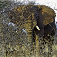 Buy canvas prints of JST2713 African Bull Elephant by Jim Tampin