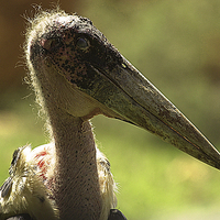 Buy canvas prints of JST2658 Marabou Stork by Jim Tampin