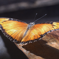 Buy canvas prints of JST2664 Golden Piper butterfly by Jim Tampin