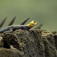 Buy canvas prints of JST2679 Rock Agama Lizard by Jim Tampin