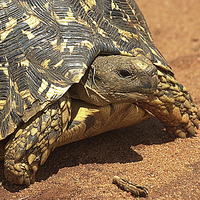Buy canvas prints of JST2681 Leopard Tortoise by Jim Tampin
