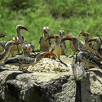 Buy canvas prints of JST2682 Red Billed Hornbills at lunch by Jim Tampin