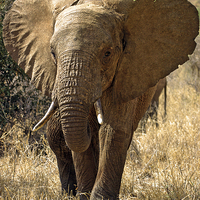 Buy canvas prints of JST2685 Young African Elephant by Jim Tampin