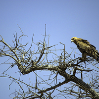 Buy canvas prints of JST2691 Tawny Eagle by Jim Tampin