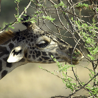 Buy canvas prints of JST2696 Masai Giraffe eats Acacia shoots by Jim Tampin