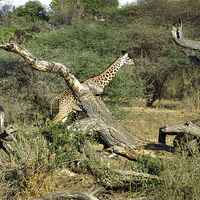 Buy canvas prints of JST2699 Masai Giraffe by Jim Tampin