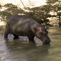 Buy canvas prints of JST2701 Hippo in the River Tsavo by Jim Tampin