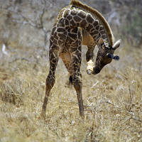 Buy canvas prints of JST2703 Young Masai Giraffe by Jim Tampin