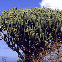 Buy canvas prints of JST2706 The Candelabra Tree,( Euphorbia) by Jim Tampin