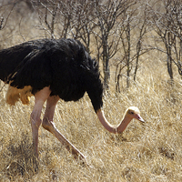 Buy canvas prints of JST2707 Male Ostrich, Tsavo West by Jim Tampin