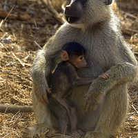 Buy canvas prints of JST2709 Yellow Baboon with young by Jim Tampin