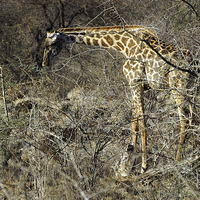 Buy canvas prints of JST2719 Masai Giraffe by Jim Tampin