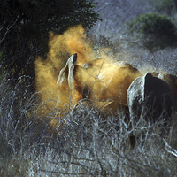 Buy canvas prints of JST2725 Elephant takes a dust bath by Jim Tampin