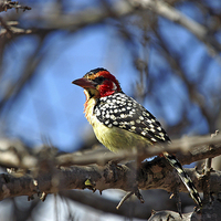 Buy canvas prints of JST2728 Red and Yellow Barbet by Jim Tampin