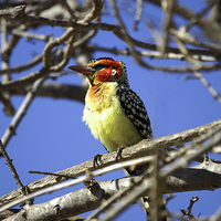 Buy canvas prints of JST2729 Red and Yellow Barbet by Jim Tampin