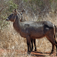 Buy canvas prints of JST2735 Common Water Buck by Jim Tampin