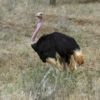 Buy canvas prints of JST2744 Male Ostrich by Jim Tampin