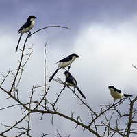 Buy canvas prints of JST2749 Long Tailed Fiscal Shrikes by Jim Tampin
