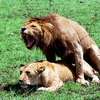 Buy canvas prints of JST2759 Mating Lions by Jim Tampin