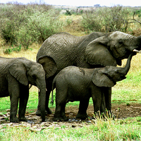 Buy canvas prints of JST2760 Young Elephant family by Jim Tampin