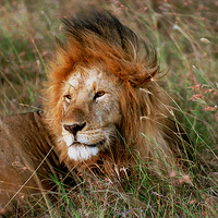 Buy canvas prints of JST2774 Male Lion, Masai Mara by Jim Tampin