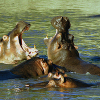 Buy canvas prints of JST2779 Hippo power wow by Jim Tampin