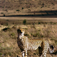 Buy canvas prints of JST2820 loan cheetah by Jim Tampin