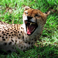 Buy canvas prints of JST2819 wild yawn by Jim Tampin
