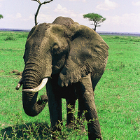 Buy canvas prints of JST2816 female elephant, Masai Mara by Jim Tampin