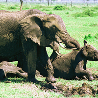Buy canvas prints of JST2814 mud bathing elephants by Jim Tampin