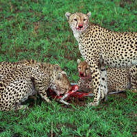 Buy canvas prints of JST2813 Cheetah breakfast by Jim Tampin