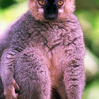 Buy canvas prints of JST2802 Red-fronted Lemur by Jim Tampin