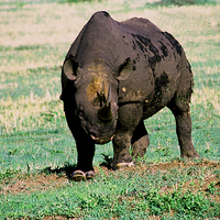 Buy canvas prints of JST2801 Black Rhino, ENDANGERED by Jim Tampin