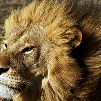 Buy canvas prints of JST2786 male lion full mane by Jim Tampin