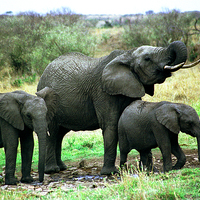 Buy canvas prints of JST2782 Elephant family drink by Jim Tampin