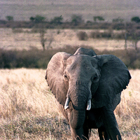 Buy canvas prints of JST2781 elephant Masai Mara by Jim Tampin