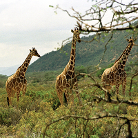Buy canvas prints of JST2850 Masai Giraffes Tsavo East by Jim Tampin