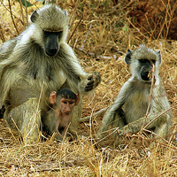 Buy canvas prints of JST2848 Yellow Baboons by Jim Tampin