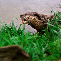 Buy canvas prints of JST2832 Asian otter by Jim Tampin