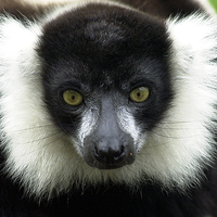 Buy canvas prints of JST2823 Black and White Ruffed Lemur by Jim Tampin
