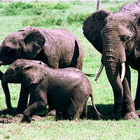 Buy canvas prints of JST2821 Elephant mud bath by Jim Tampin