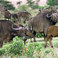 Buy canvas prints of JST2902 Buffalo herd Masai Mara by Jim Tampin
