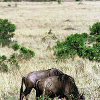 Buy canvas prints of JST2898 Common Wildebeest by Jim Tampin