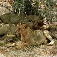 Buy canvas prints of JST2892 Trio of young lions by Jim Tampin
