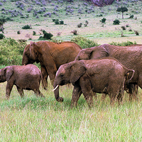 Buy canvas prints of JST2889 Elephant family by Jim Tampin