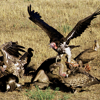 Buy canvas prints of JST2887 Vultures by Jim Tampin