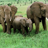 Buy canvas prints of JST2877 Elephant family by Jim Tampin